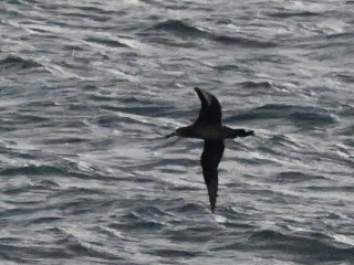 クロアシアホウドリ