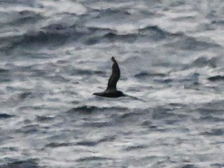 ハシボソミズナギドリ