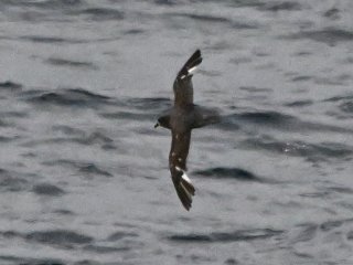 ハシボソミズナギドリ