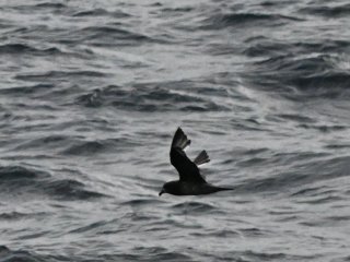 ハシボソミズナギドリ