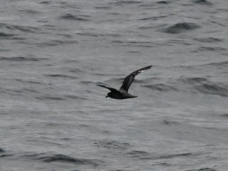 ハシボソミズナギドリ