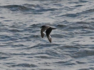 ハシボソミズナギドリ