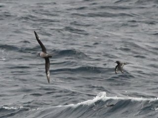 ハシボソミズナギドリ