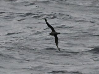 ハシボソミズナギドリ