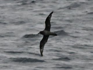 ハシボソミズナギドリ