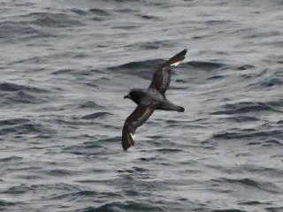 ハシボソミズナギドリ