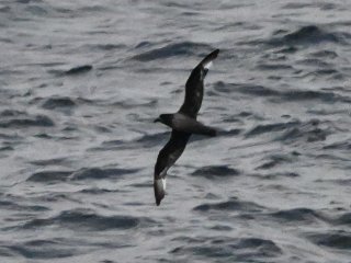 ハシボソミズナギドリ