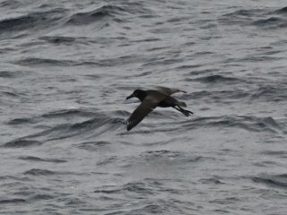 クロアシアホウドリ