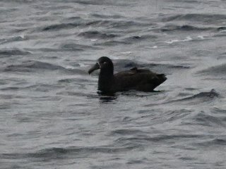 クロアシアホウドリ