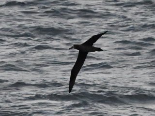 クロアシアホウドリ