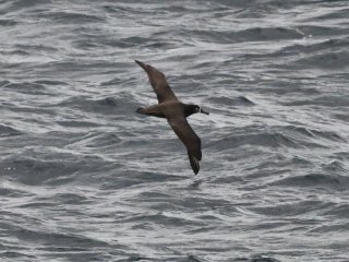 クロアシアホウドリ