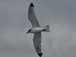 ミツユビカモメ