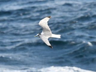 ミツユビカモメ