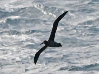 クロアシアホウドリ