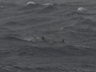 ハンドウイルカ