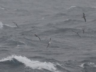 オオミズナギドリ