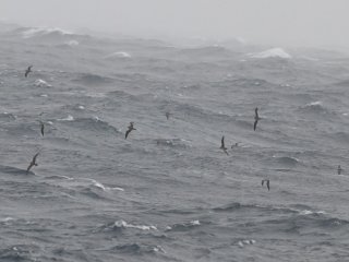 オオミズナギドリ