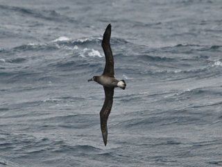 クロアシアホウドリ