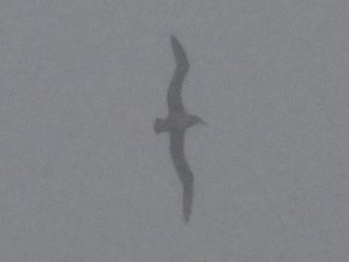 クロアシアホウドリ