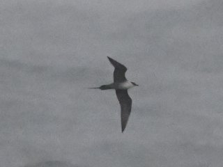 シロハラトウゾクカモメ