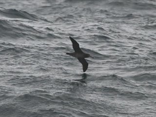 クロアシアホウドリ