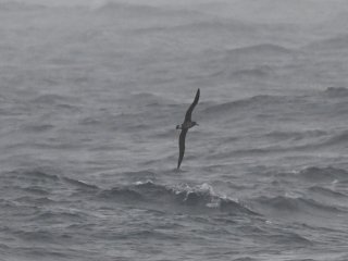 クロアシアホウドリ