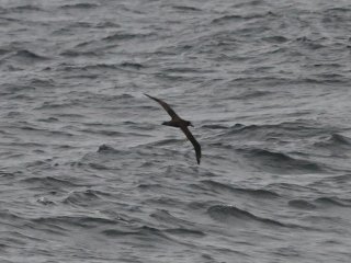 クロアシアホウドリ