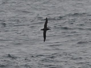 クロアシアホウドリ