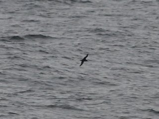 クロアシアホウドリ