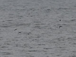 オーストンウミツバメ