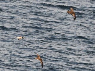 オオミズナギドリ