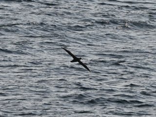 クロアシアホウドリ