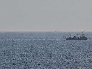 オオミズナギドリ