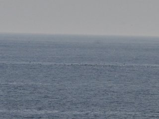 オオミズナギドリ