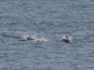 ハンドウイルカ