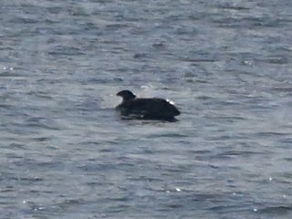 ハンドウイルカ