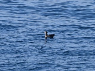 クロアシアホウドリ