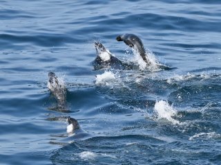 キタオットセイ