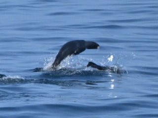 キタオットセイ