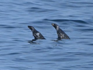 キタオットセイ