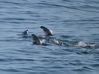 キタオットセイ