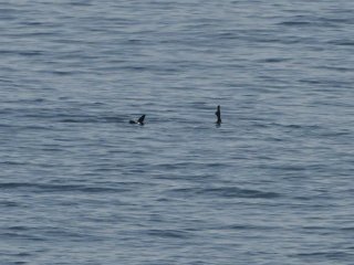 キタオットセイ