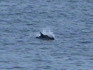 ハンドウイルカ