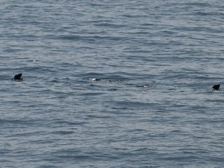 キタオットセイ