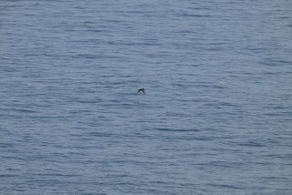 ハシボソミズナギドリ