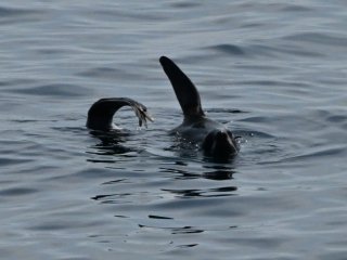 キタオットセイ