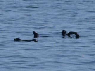 キタオットセイ