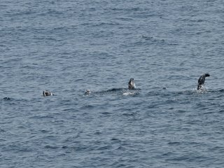 キタオットセイ