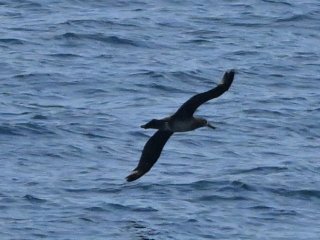 クロアシアホウドリ