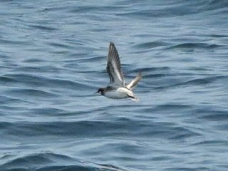 アカエリヒレアシシギ